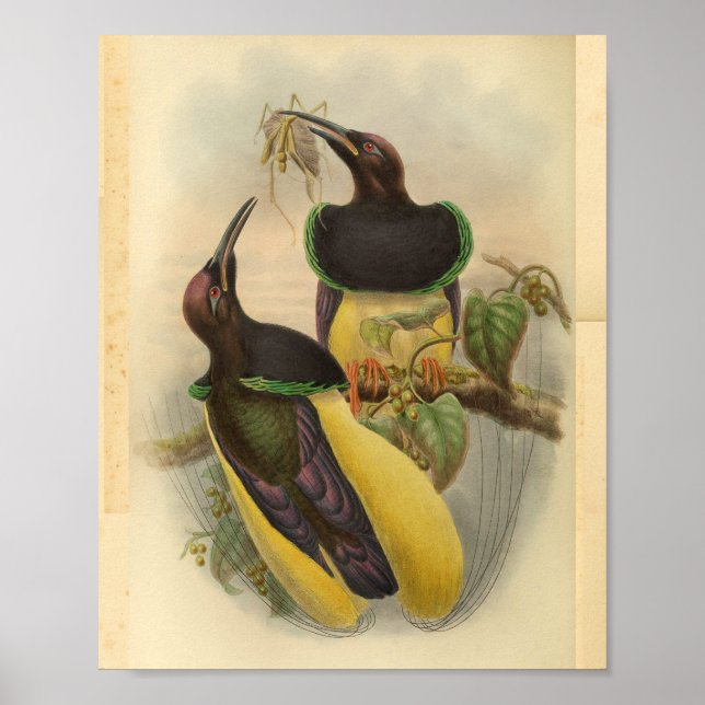 Póster Pájaros del paraíso Pájaro Verde Amarillo Vintage (Frente)