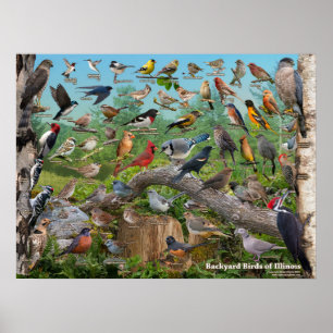 Póster Pájaros del patio trasero de Illinois
