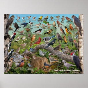 Póster Pájaros del patio trasero de Indiana