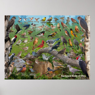 Póster Pájaros del patio trasero de Ohio