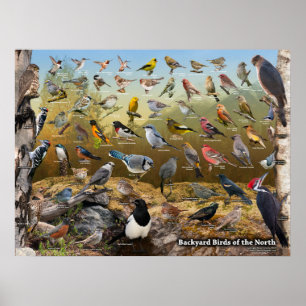 Póster Pájaros del patio trasero del norte