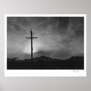 Póster Pájaros en el alambre, igualando 1943