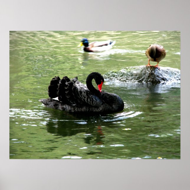 Póster pájaros en poster de agua (Frente)