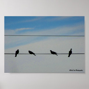 Póster Pájaros en un alambre