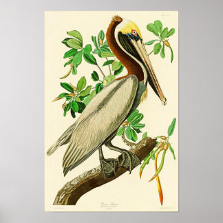 Póster Pájaros marrones Pelícano John James Audubon de Am