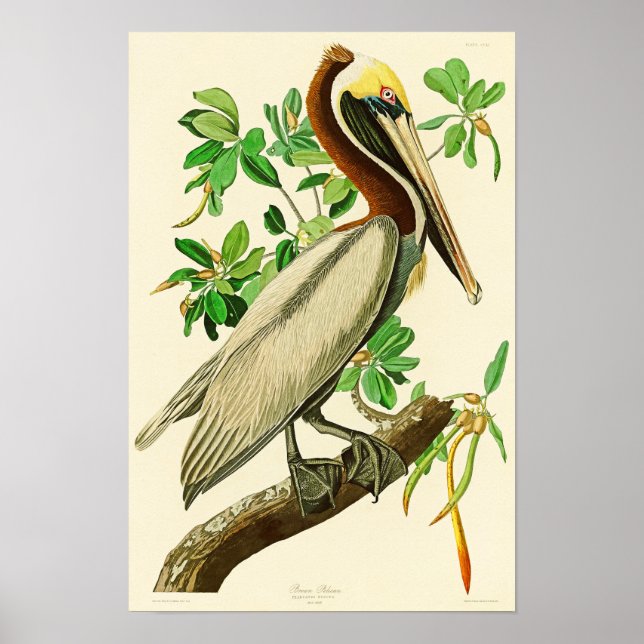 Póster Pájaros marrones Pelícano John James Audubon de Am (Frente)