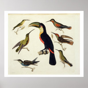 Póster Pájaros nativos, incluyendo el Toucan (centro),