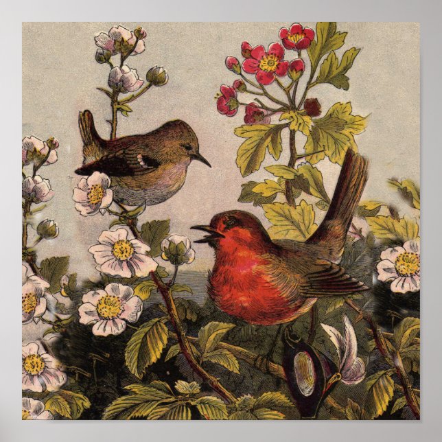 Póster Pájaros Petirrojos de Primavera Pájaros Rojos Obse (Frente)
