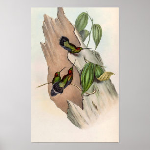 Póster Pájaros Pico de lanza de frente verde por John Gou