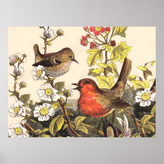 Póster Pájaros Robin de Primavera Pájaro Rojo Observación (Frente)