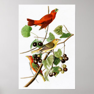 Póster Pájaros rojos América de John James Audubon del