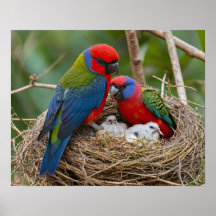 Pájaros Rosella