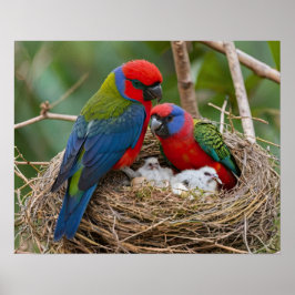 Póster Pájaros Rosella
