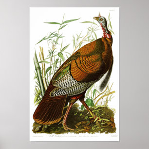 Póster Pájaros salvajes de Turquía John James Audubon de