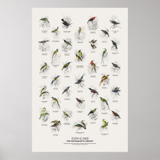 Póster Pájaros Sol - Biblioteca del Naturalista