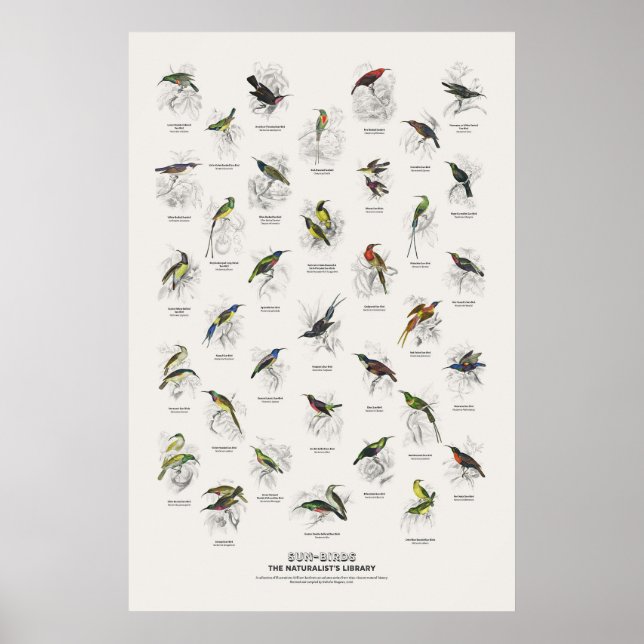 Póster Pájaros Sol - Biblioteca del Naturalista (Frente)