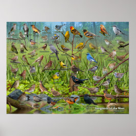 Póster Pájaros sonoros de Occidente