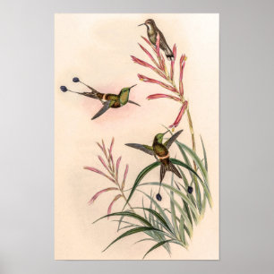 Póster Pájaros Vintage Discosura Longicauda por John Goul