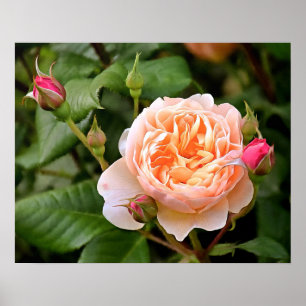 Póster Pale Orange Rose and Buds