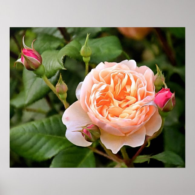 Póster Pale Orange Rose and Buds (Frente)