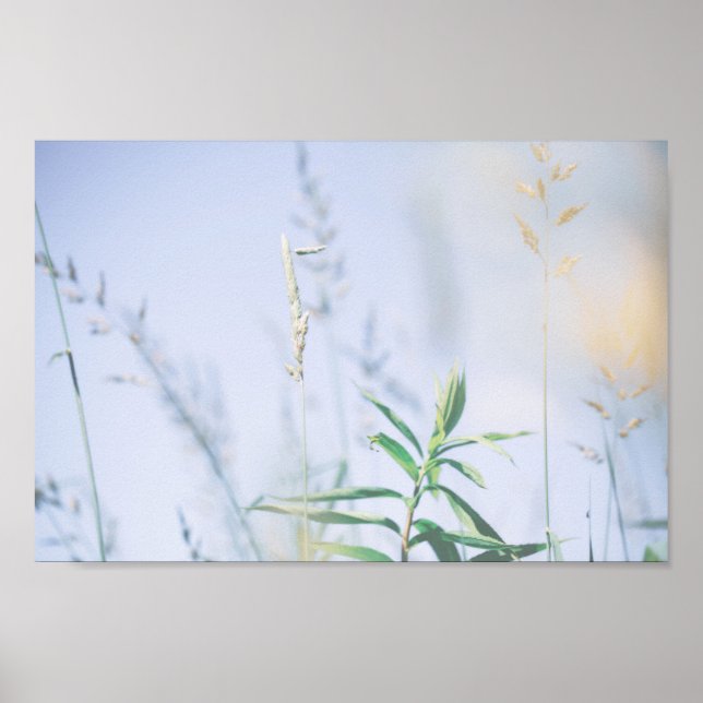 Póster Pale Pastel Green Grass Reeds Meadow Sky (Frente)