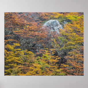 Póster Paleta silvestre, bosque de Tierra del Fuego