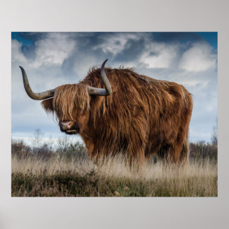 Póster Palillo de Escocia Highland