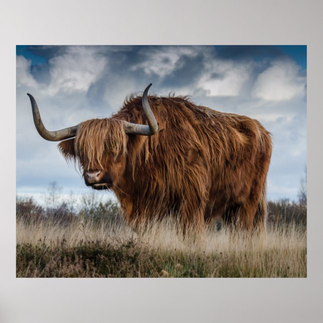 Póster Palillo de Escocia Highland (Frente)