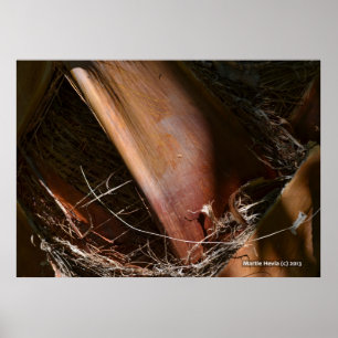 Póster Palm Bark
