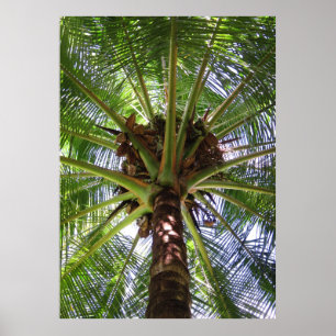 Póster Palm de coco