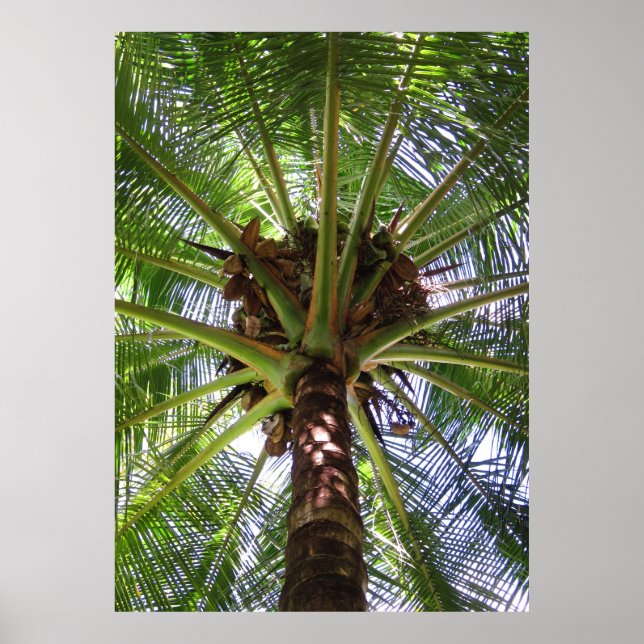 Póster Palm de coco (Frente)