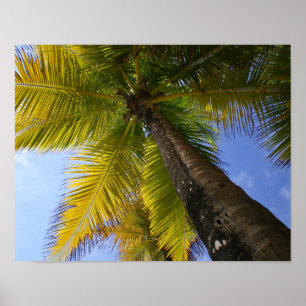 Póster Palm de Puerto Rico por RZB