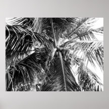 Palm de Puerto Rico | POSTER
