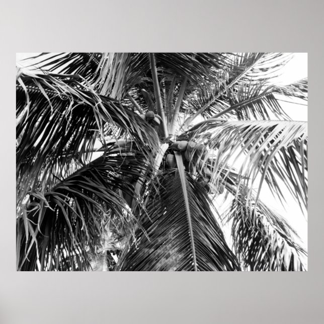 Póster Palm de Puerto Rico | POSTER (Frente)