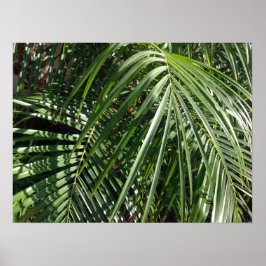 Póster Palm Fronds Fine Art Nature Photography
