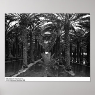 Póster Palm Grove Date durante el riego, 1966