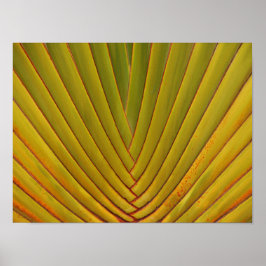 Póster Palm Leaf
