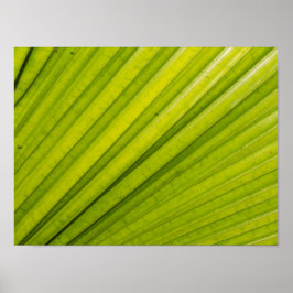 Póster Palm Leaf