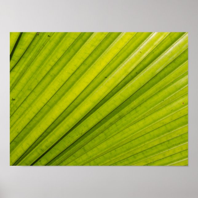 Póster Palm Leaf (Frente)