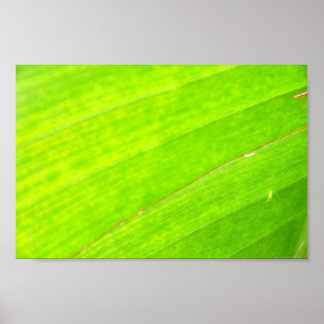 PÓSTER PALM LEAF 1618 LUZ VEGETACIÓN NATURAL VERDE NEON