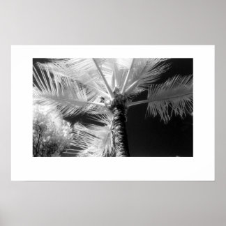 Póster Palm Tree de Hawái