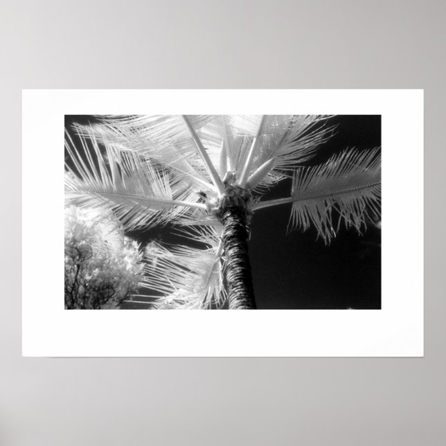 Póster Palm Tree de Hawái (Frente)