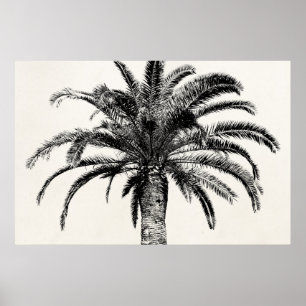Póster Palm Tree de Isla Tropical Retro en blanco y negro