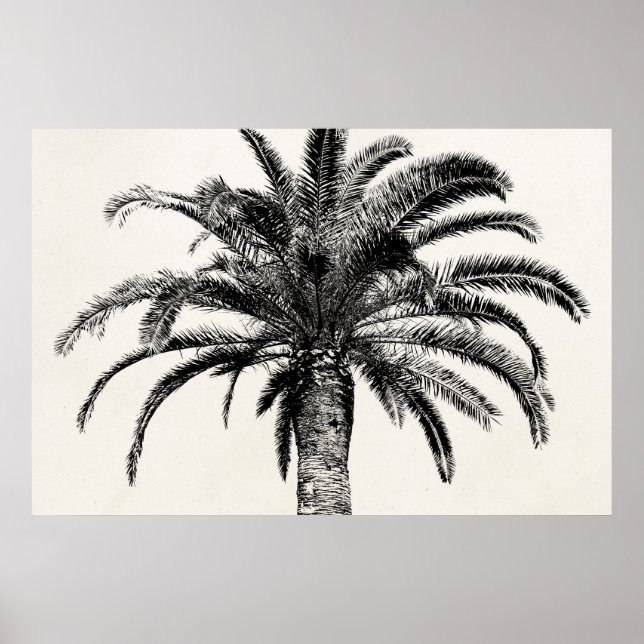 Póster Palm Tree de Isla Tropical Retro en blanco y negro (Frente)