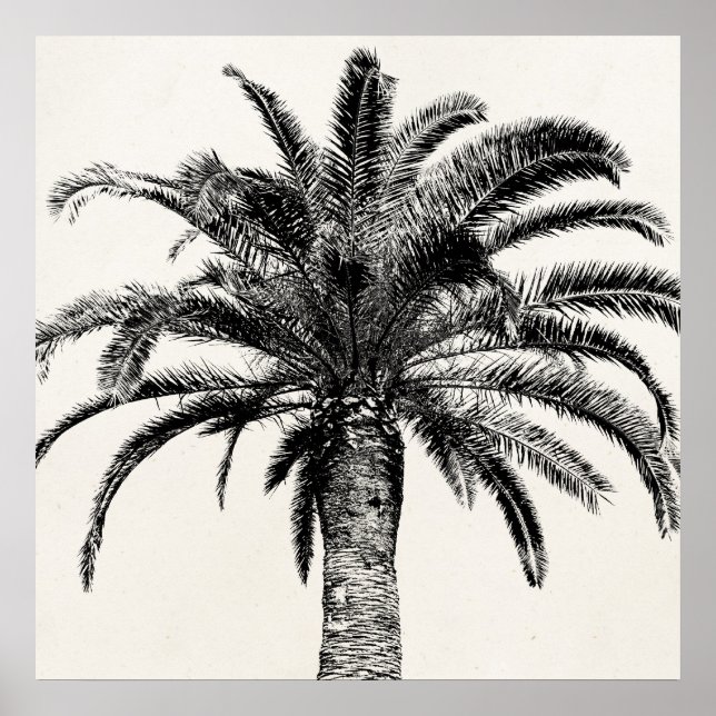Póster Palm Tree de Isla Tropical Retro en blanco y negro (Frente)