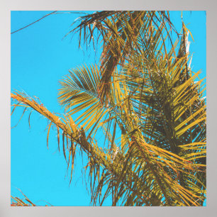 Póster Palm Tree deja cielo turquesa