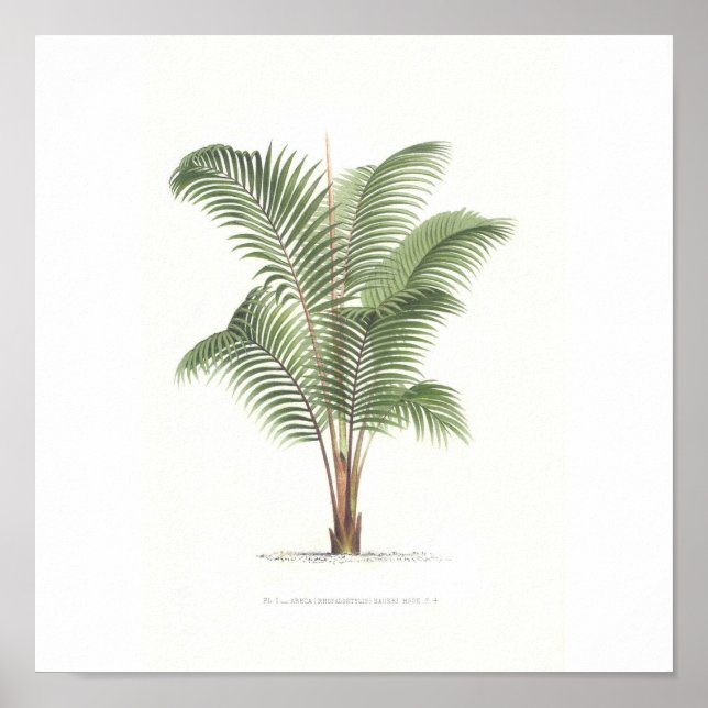 Póster Palm tree illustration Collection (Frente)