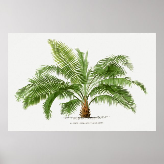 Póster Palm Tree, Ilustracion (Frente)