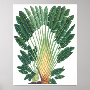 Póster Palm Tree Tropical Plant Poster #1 Beach Decoració