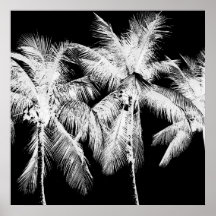 Palm tree tropical verano hawaiano negro y blanco